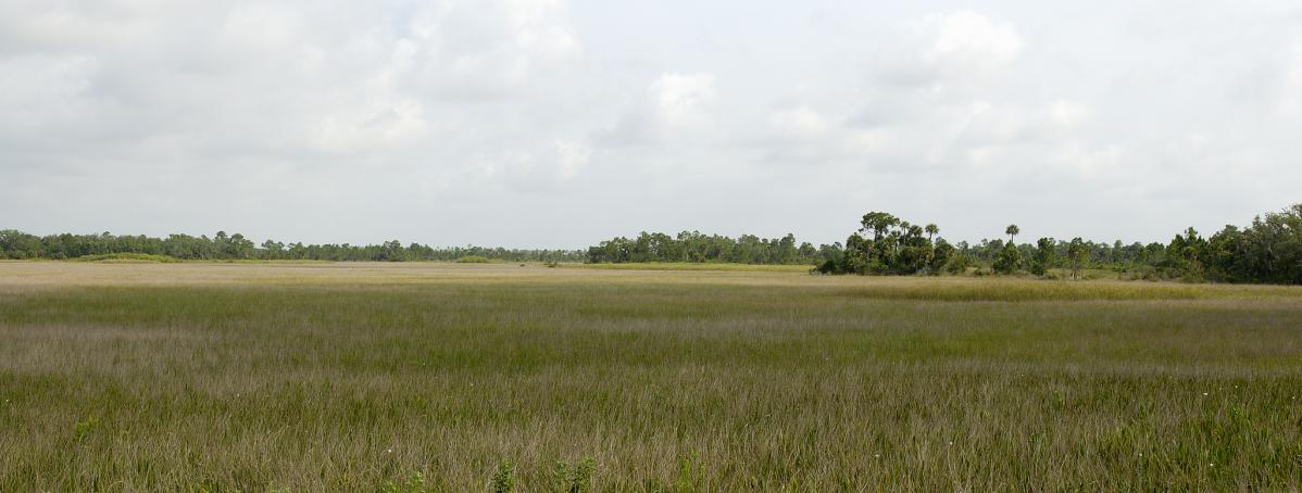 Slough Marsh
